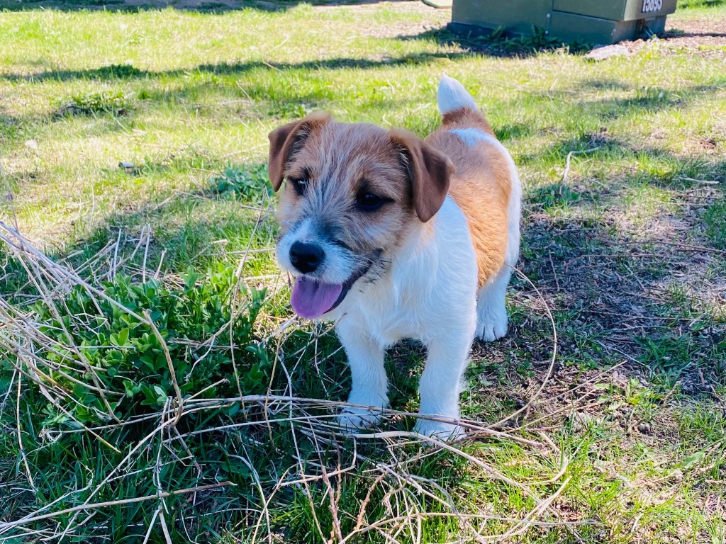 energetic jack russell