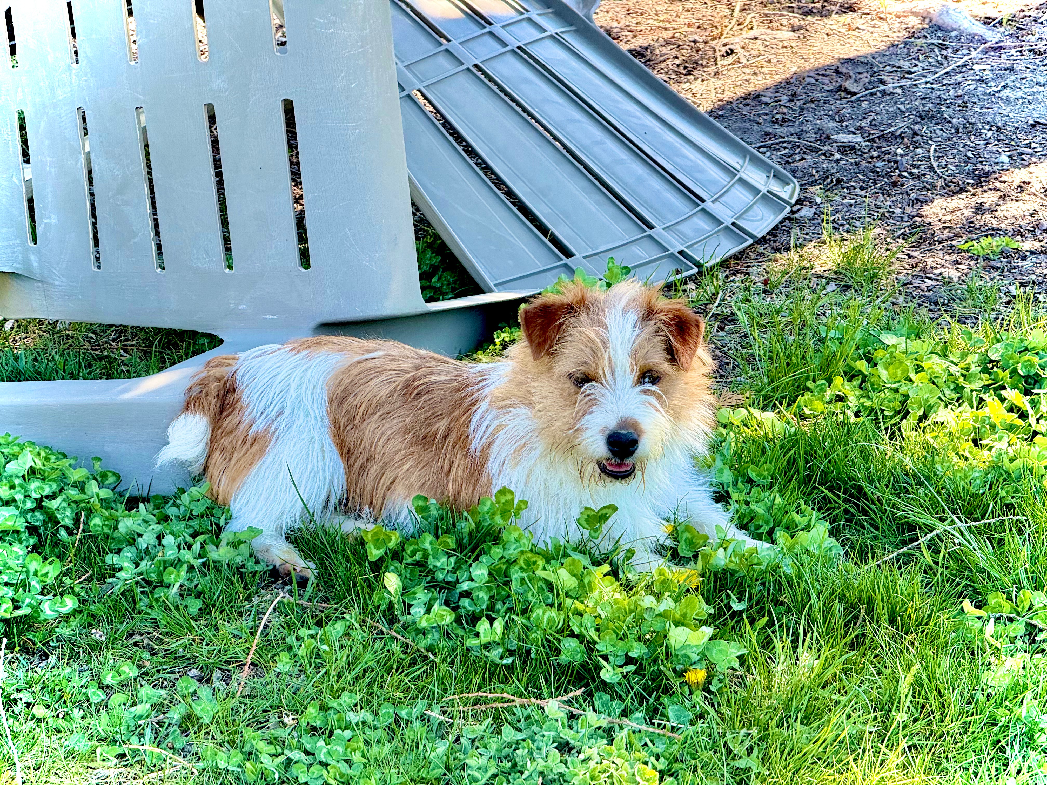 hunky north idaho puppies 1