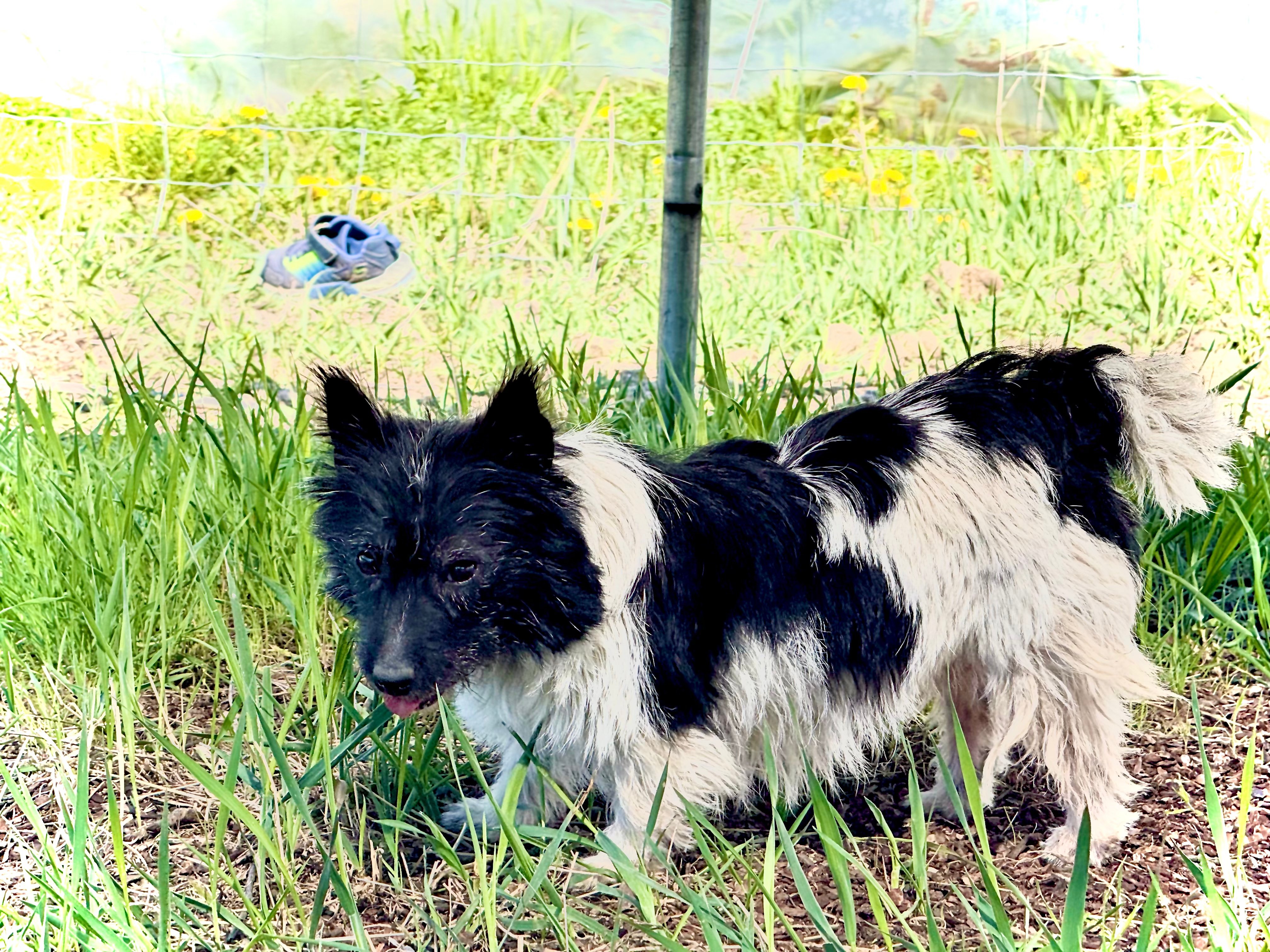 oreo north idaho puppies 3