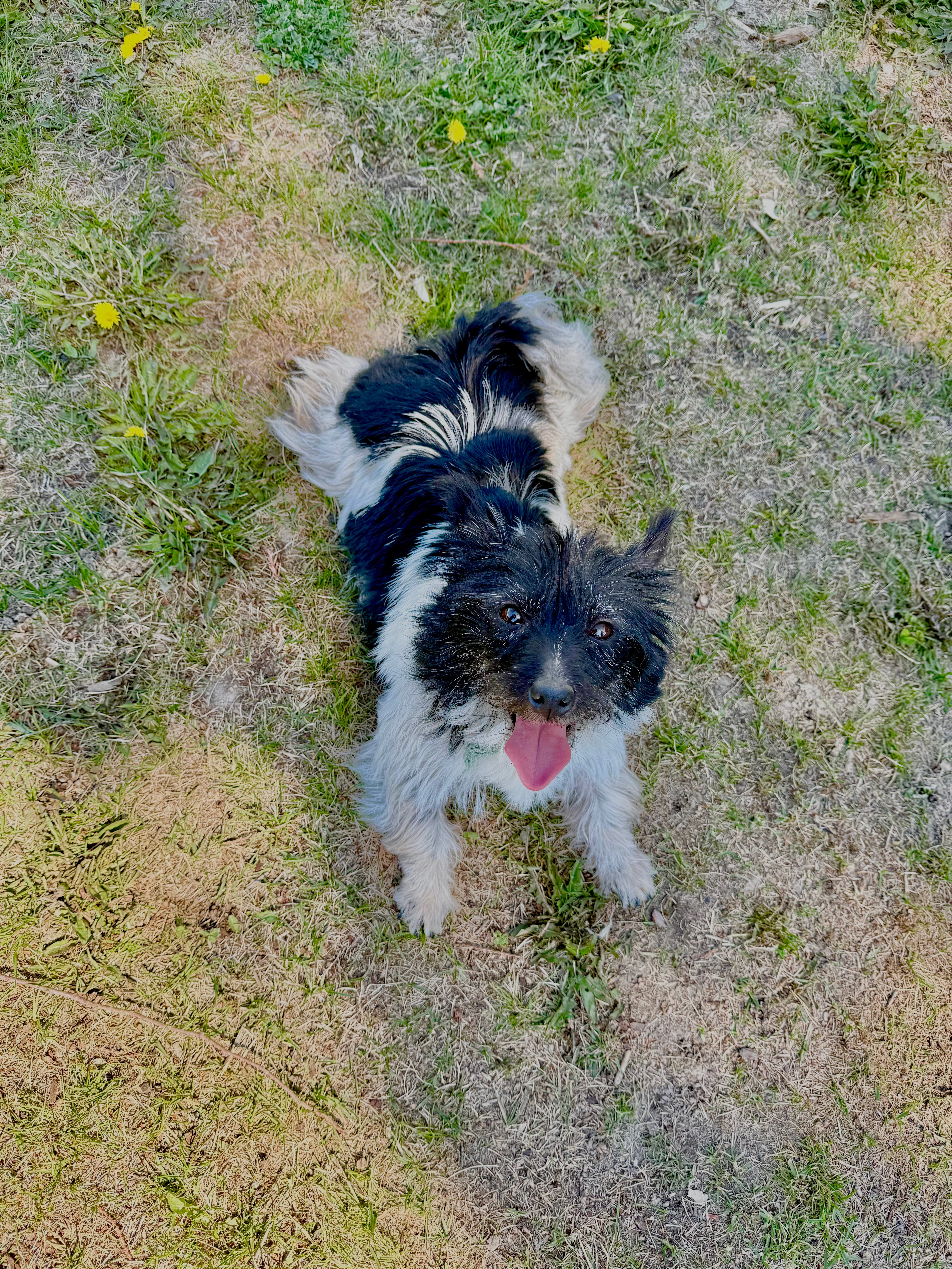 oreo north idaho puppies 2