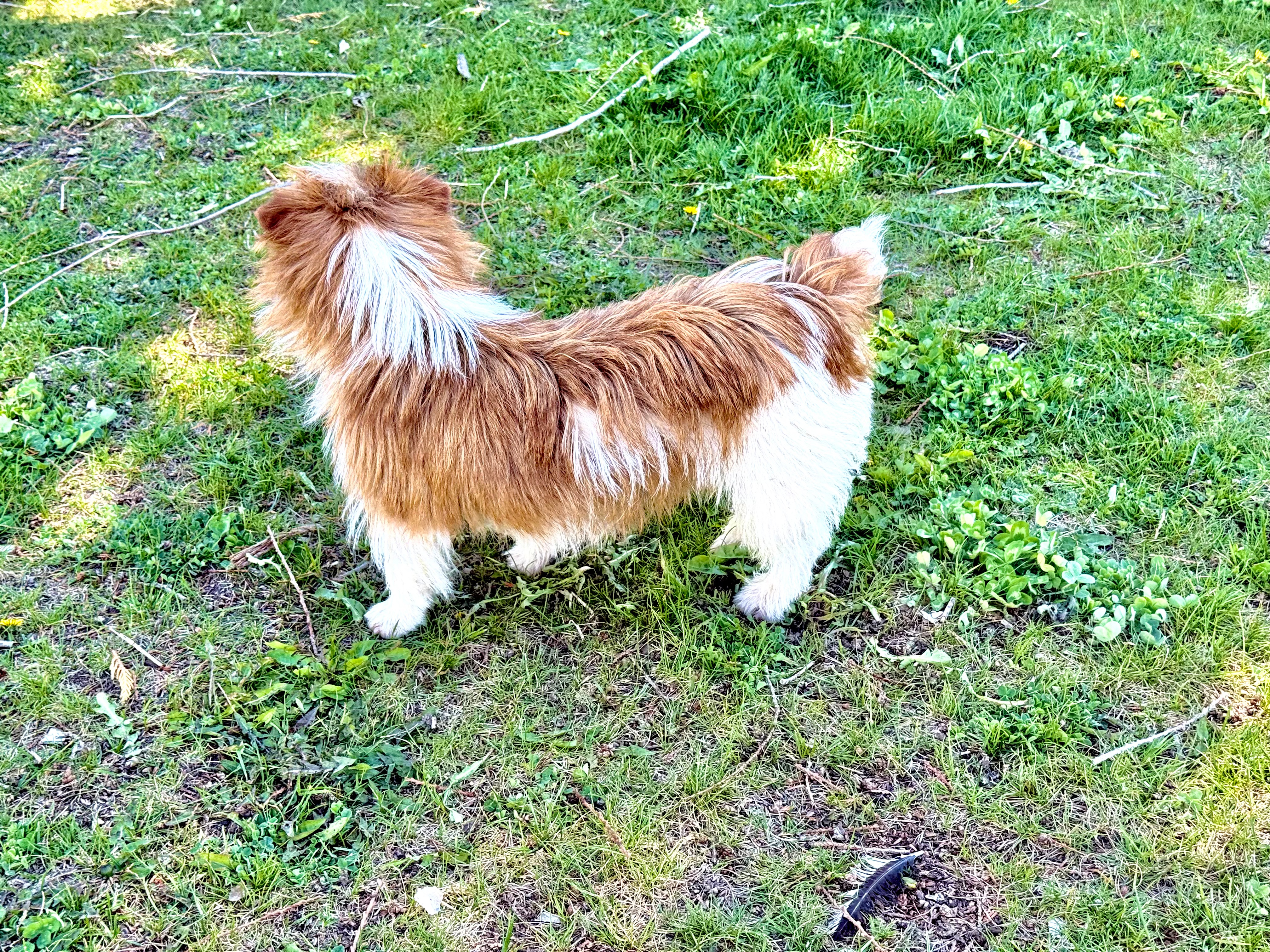hunky north idaho puppies 2