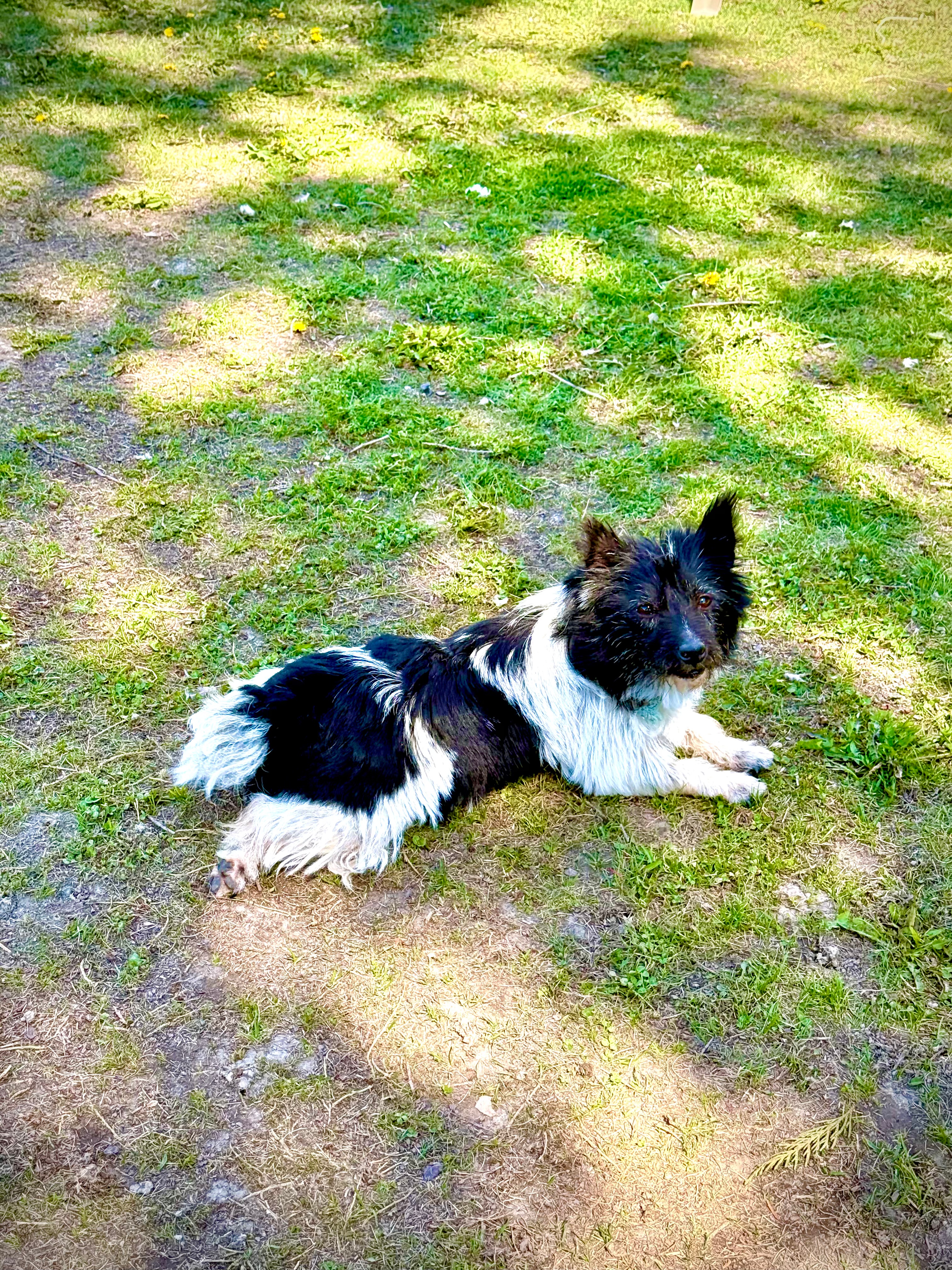 oreo north idaho puppies 1