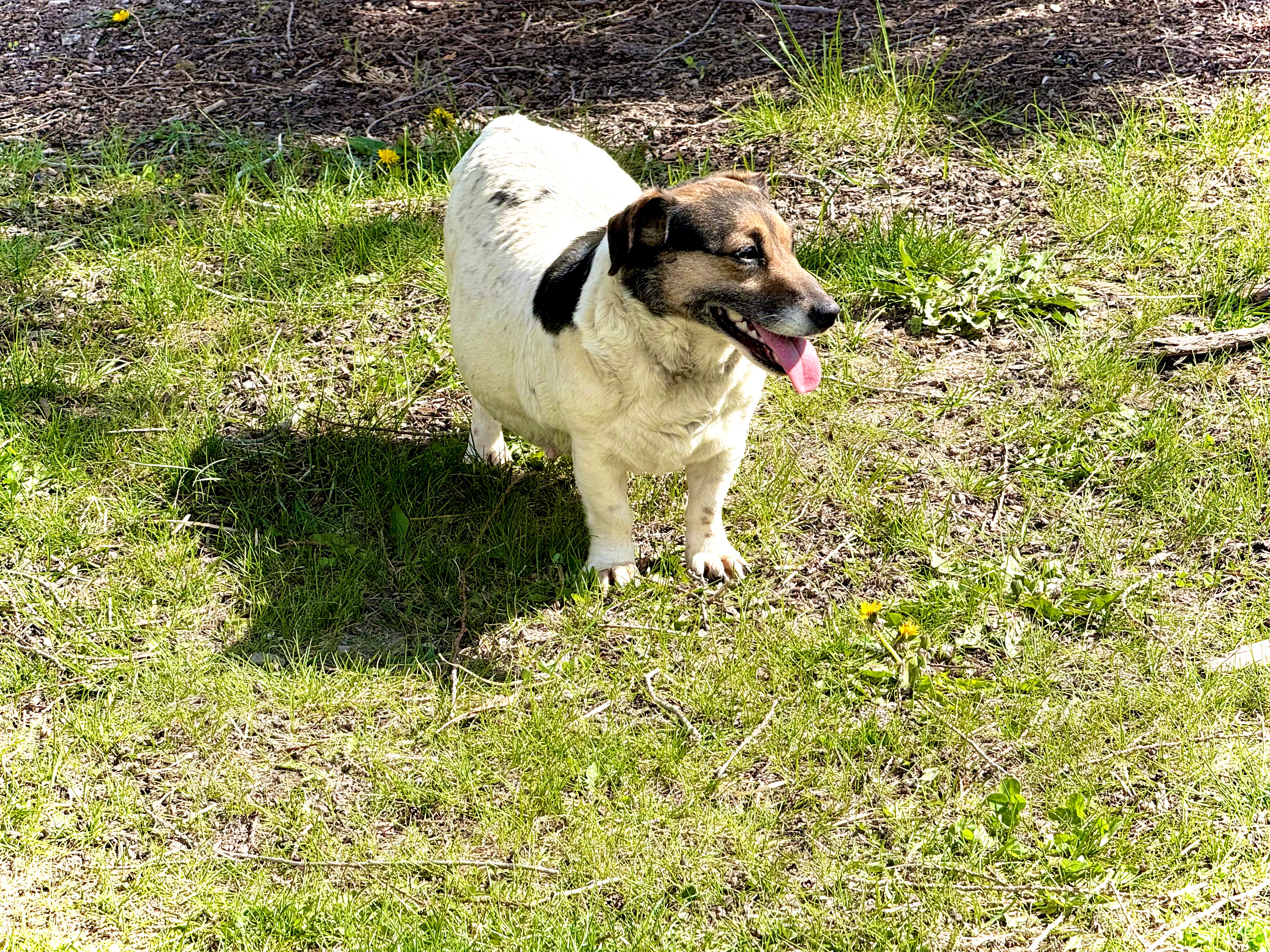 north idaho puppies Rogue 3
